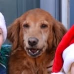 Ginger - @ginger_shaw - Instagram