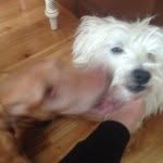 Harvey & Ginger Shaw - @harveygingershaw - Instagram