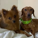 STARK & GINGER - @starky.ginger - Instagram