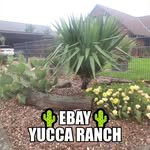 Ingo Richter - @yucca_ranch - Instagram