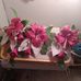 Ingrid Christopher - Facebook