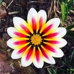 Ingrid Dietrich - @ingriddietrich99 - Instagram