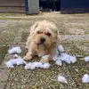 ingriddonaldson70 - @ingriddonaldson70 - TikTok