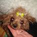 Ingrid Japp-Du Preez - Facebook