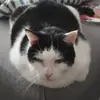 Ingrid Ecklein - @ingrid.ecklein - TikTok