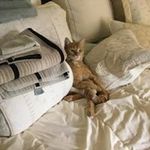 Ingrid Erickson - @microbladingbyingrid - Instagram