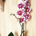 Ingrid Esser - @iaesser1 - Instagram