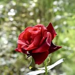 Ingrid Finn - Facebook