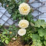 Ingrid Harrison - @ijw9 - Instagram