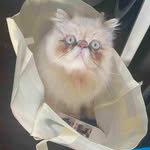 @ingridhillko21493442 - Instagram