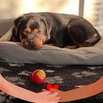 Ingrid de Goede-Kramer - @puck.de.rottweiler - Instagram