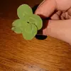 ingridleclerc2905 - @ingridleclerc2905 - TikTok