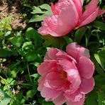 Ingrid Schmitz - Facebook