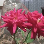 Ingrid Singh - @ingos_5 - Instagram