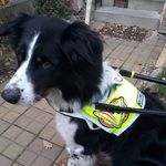 Ingrid Sweeney - @patientpawsvienna - Instagram