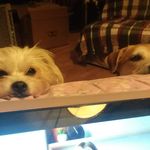 Ingrid Swift - @swiftarkanimalcare - Instagram