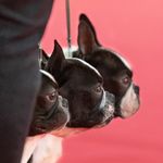 Ingrid Weiss - @chan_chue_kennel - Instagram