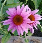 Ingrid Agerbeek Wiener - Facebook