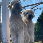 Inna Shapiro - @shapiro4679 - Instagram