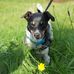 Iola Williams - Facebook