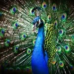 Ion Manea - @ion.manea.3958 - Instagram