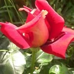 Ion Manea - @ionmanea58 - Instagram