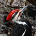 Iona Island Bird Sanctuary - Facebook