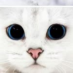 iona graham - @itsanimals45 - Instagram