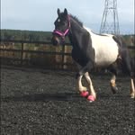 Iona Hamilton - @trotting.rosie - Instagram
