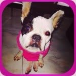 IONA🍭french_bulldog - @ionalove - Instagram