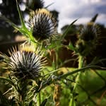 Fiona Moore - @fionamooreart - Instagram