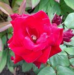 Iona Ross - Facebook
