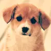 Iona 🐕 - @iona_simpson11 - TikTok