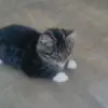 Iona_Simpson - @iona_simpson2011 - TikTok