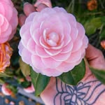 Iona Wallace Cosmetic Tattoo - @tattoosbyiona - Instagram