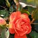 Iona Williams - Facebook