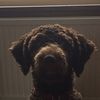iona Williams  - @iona_dug - TikTok
