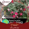 Iqbal Bashir - @iqbal.bashir81 - TikTok