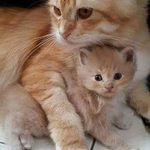 Iqra Javed - @iqrajaved604 - Instagram