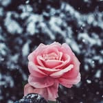 Iqra Munir - @iqra_munir_ - Instagram