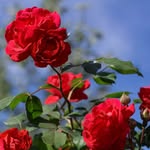 Iqwinder kaur - @its_rose069 - Instagram