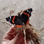 Ірина Бауманн - @ira.baumann - Instagram