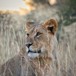 Ira Beyer - @wildlifephotography_beyer - Instagram