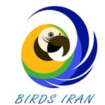 ایران پرنده - @birds_iran.1 - Instagram