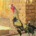 علی رضا حاجیوند - @iran.bird1390 - Instagram