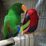 Amir Amiri - @iran.bird - Instagram