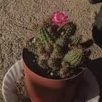 Ira - @ira_blooms - Instagram