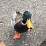 Ira Blumberg - @blumberg_ira - Instagram