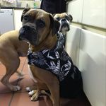 Ira Epstein - @grumpy98613 - Instagram