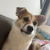 cute puppy Lucky - @iragoldsmithtw52 - TikTok